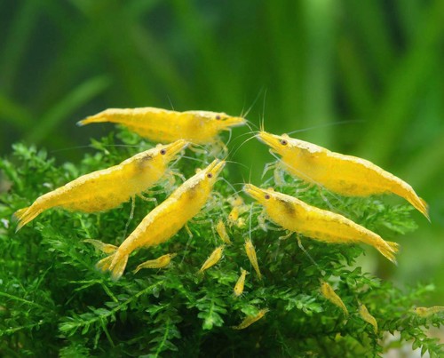 Lot crevettes jaune - crevettes,