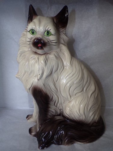 Chat persan marron beige en - et,