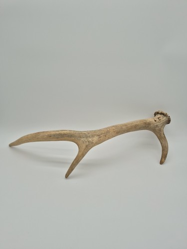 Bois cerf - bois, de