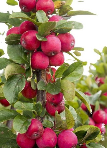 Malus transitoria appletini - malus, appletini®