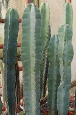10 graines de Cereus