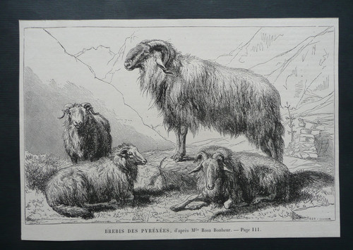 Ancienne gravure xixe s - du,