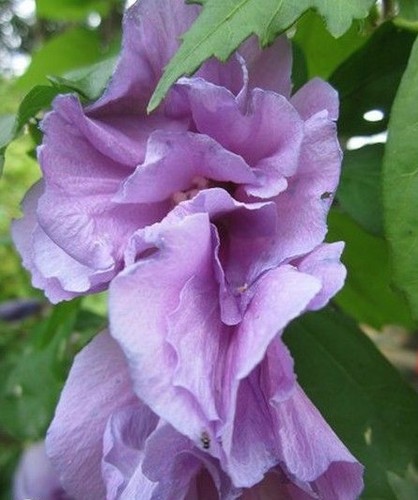 Hibiscus cassis - hibiscus, ''cassis