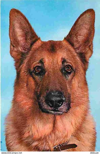 Postcard animals dogs - animals,