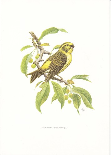 Planche histoire naturelle - planche, 18
