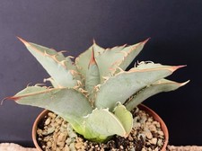 RARE!!Agave Titanota "Green"