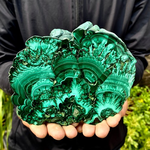 44lb natural green - natural,