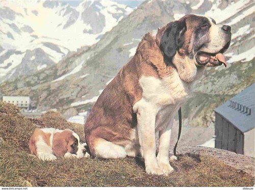 Carte postale animaux - animaux,