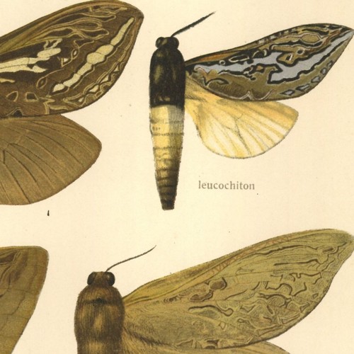 Adalbert seitz papillon - adalbert,