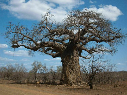 Baobab typed adansonia - -, adansonia,