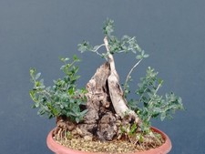 Bonsaï olivier petites