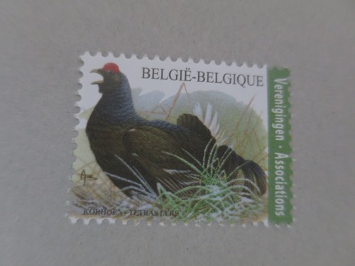 Oiseaux belgique buzin - oiseaux,