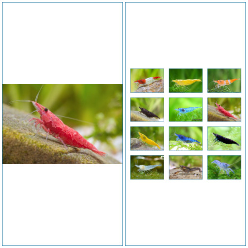 Crevette sakura rouge - crevette,