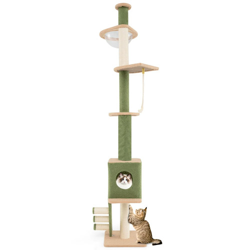Arbre chat sol - chat, du