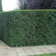 Taxus baccata - If commun