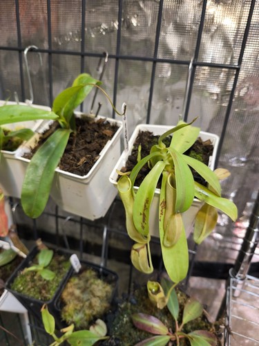 Nepenthes reinwardtiana green