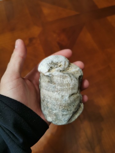 Corail fossile gros rare - corail,