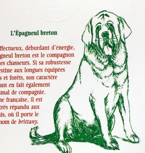 Chien épagneul breton - Épagneul,