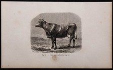 1860 - Vache de race ardennaise - Gravure ancienne & bovins - Ardennes