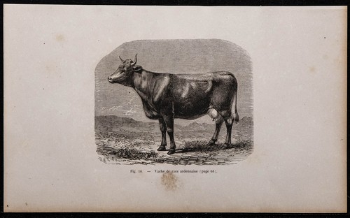 1860 vache de race - -,