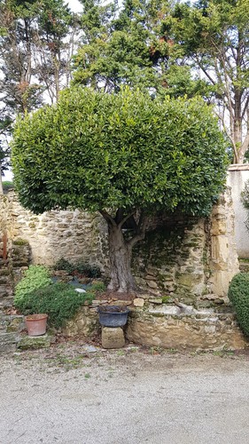Laurus nobilis laurier sauce - nobilis, /