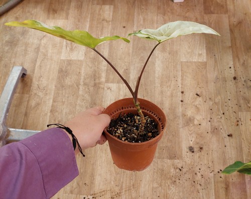 Syngonium albo variegata - syngonium, ‘albo