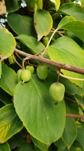 Actinidia arguta issaï - arguta, 'issaï'/