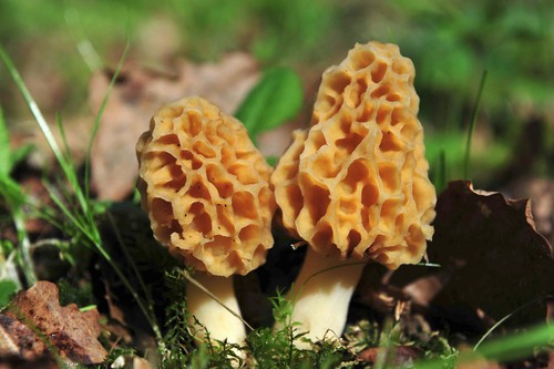 Kit mycélium morilles - kit, de