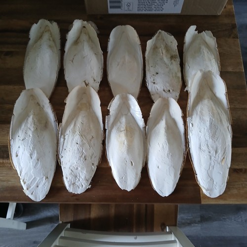 Seiches calcium oiseaux - os,