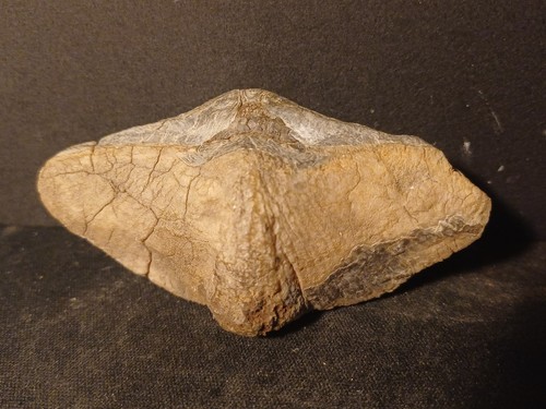 Fossile bivalve spirifer - fossile,