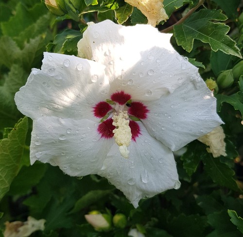 Hibiscus syriacus red - hibiscus, heart'