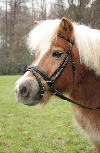 Bride anglais pour poney - anglais,