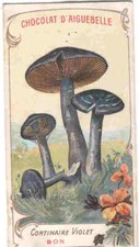 CHROMOS AIGUEBELLE CURTAIN PURPLE MUSHROOMS MUSHROOMS MUSHROOMS MUSHROOMS MUSHROOMS MUSHROOMS MUSHROOMS MUSHROOMS  