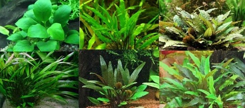 Anubia cryptocoryne lot de 6 - de,