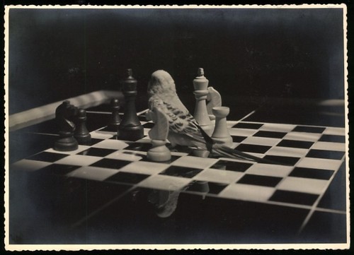 Photographie petite perruche