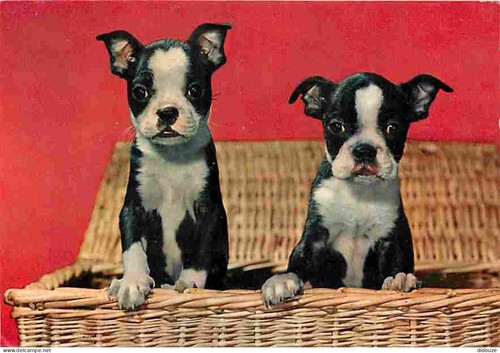 Postcard animals dogs - -,