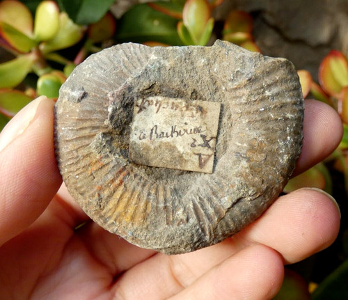 Fossile ammonite avec - fossile,