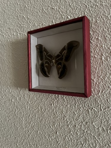 Cadre papillon - cadre,