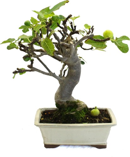 Kentis bonsaï ficus - -, carica
