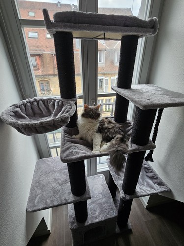 Arbre chat xxl - arbre,