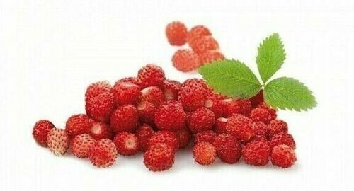 200 graines fraise des - fraise,