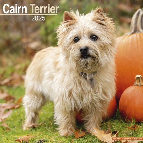 Calendrier 2025 cairn - 2025,