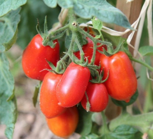 100 graines tomates roma - graines,