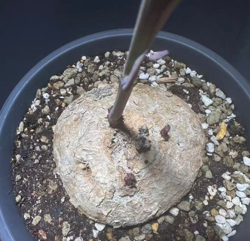 Rare plant cacti adenia - rare,