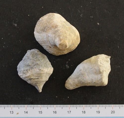 Coraux solitaires eocène - eocène, aude