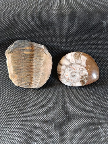 Fossile trilobite une - un,
