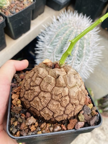 Dioscorea elephantipes - dioscorea,