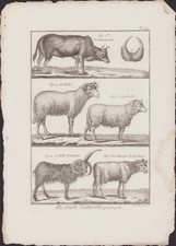 ✒ 1790 BUFFON Bonnaterre