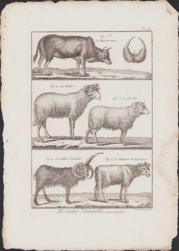 1790 buffon bonnaterre - 1790,