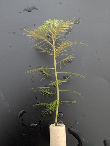 Proserpinaca palustris